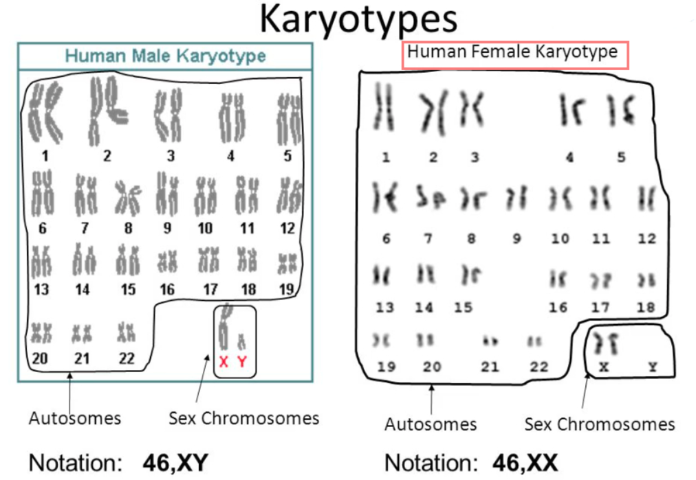 Tổng quan về Xét nghiệm Karyotype